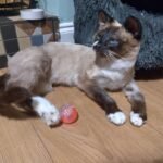 Memorial cat taxidermy piece created to honour a companion animal