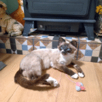 Cat Taxidermy ragdoll Ethically preserved domestic cat memorial created through pet taxidermy