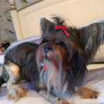 shihtsu Pet dog taxidermy memorial UK