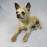 Chihuahua Preserved pet dog memorial created using respectful taxidermy practices