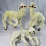 Rare lamb specimen with congenital morphological differences preserved through ethical taxidermy