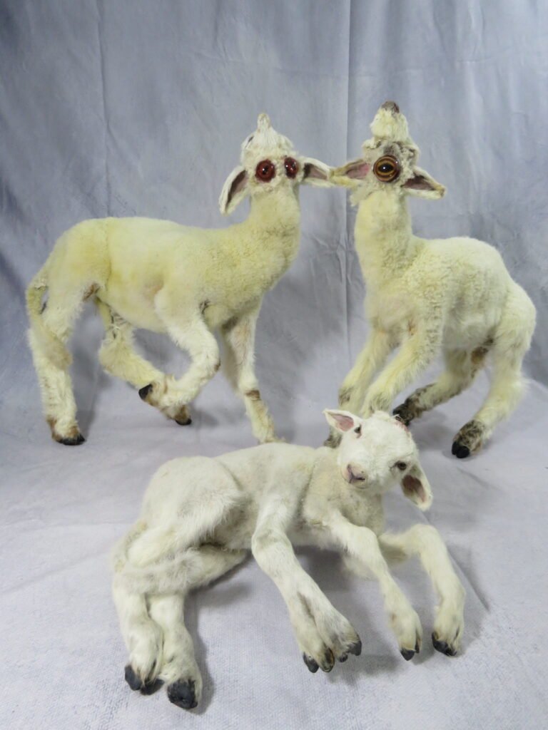 Rare lamb specimen with congenital morphological differences preserved through ethical taxidermy