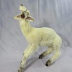 Unusual lamb morphology specimen used for educational ethical taxidermy