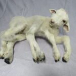 Full body lamb specimen with rare morphology preserved using ethical taxidermy methods