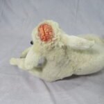 Rare congenital lamb specimen documented through ethical taxidermy