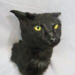 Cat Taxidermy Custom cat taxidermy memorial designed to reflect the individual animal