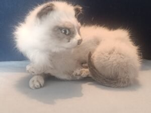 seal point kitten