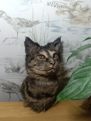 tabby cat shoulder mount