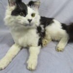 Cat Taxidermy Ethical cat taxidermy memorial showing a calm seated pose