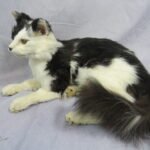 Cat Taxidermy adult cat mount