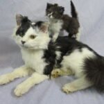 Cat Taxidermy Ethically preserved pet cat displayed in a gentle, lifelike pose