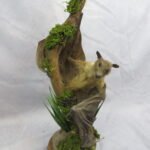 Bat traditional taxidermy UK