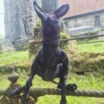Ethical taxidermy lamb specimen showing natural developmental variation