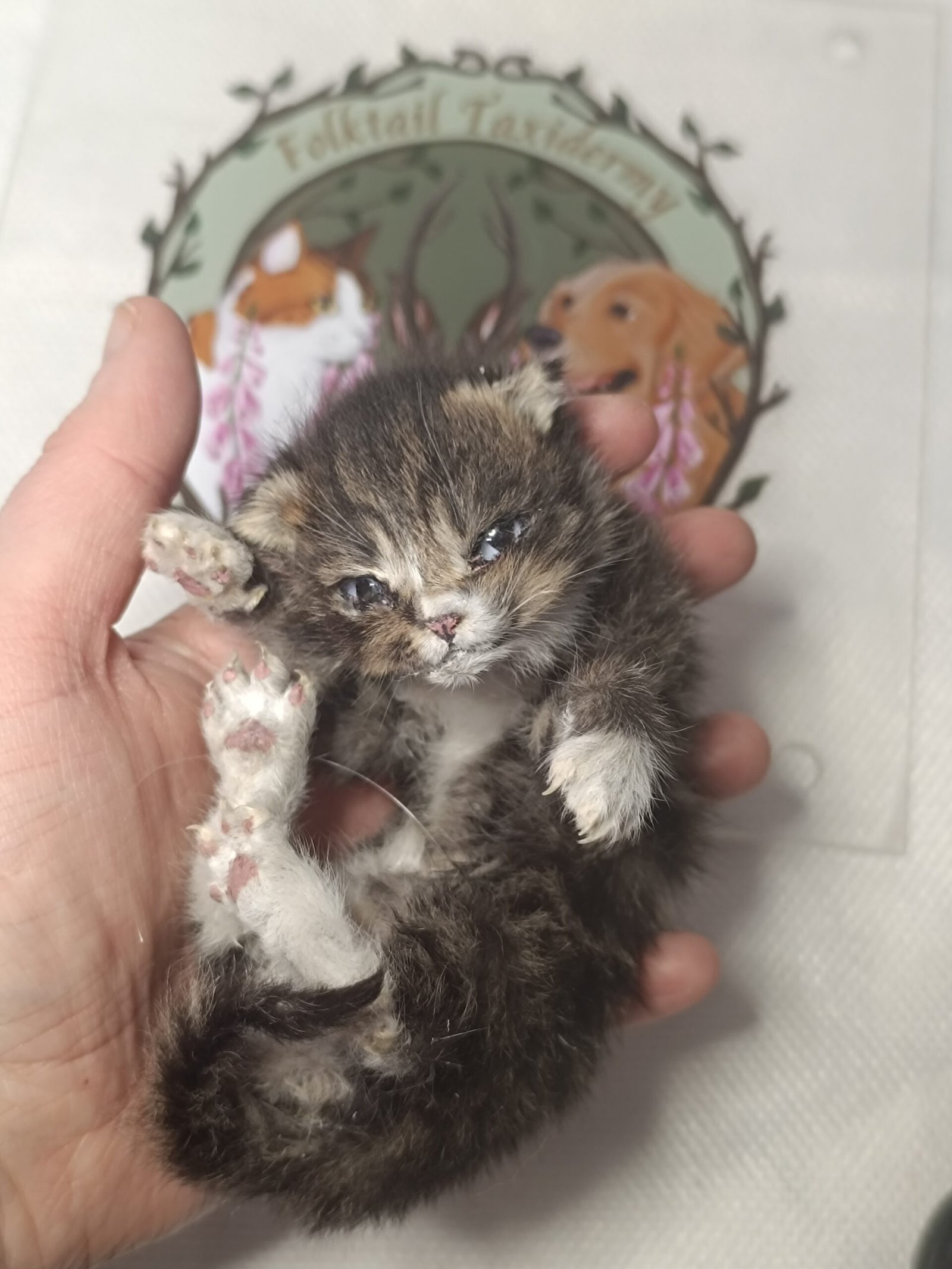 tabby kitten babys first peek tabby kitten babys first peek