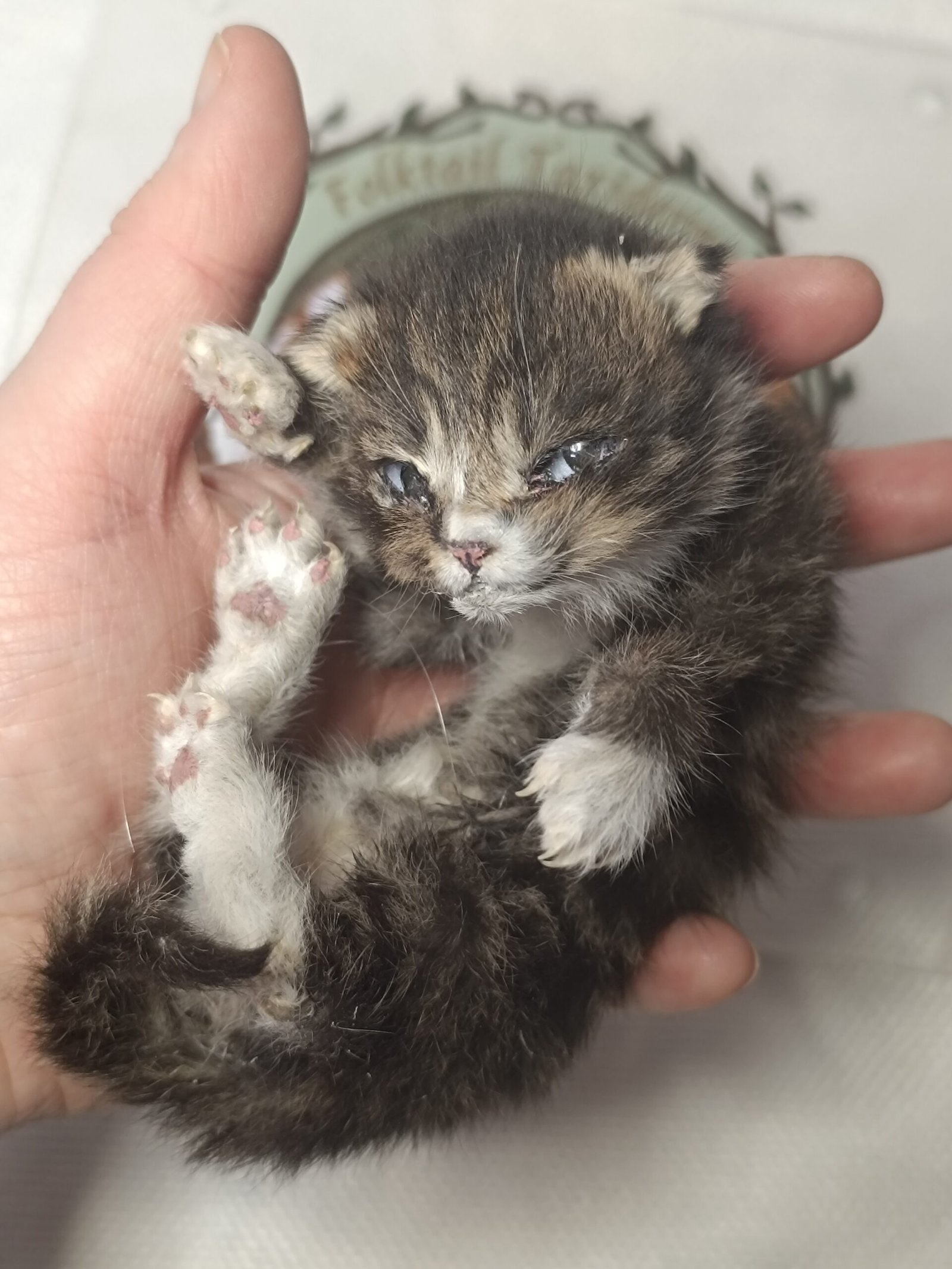 tabby kitten babys first peek tabby kitten babys first peek
