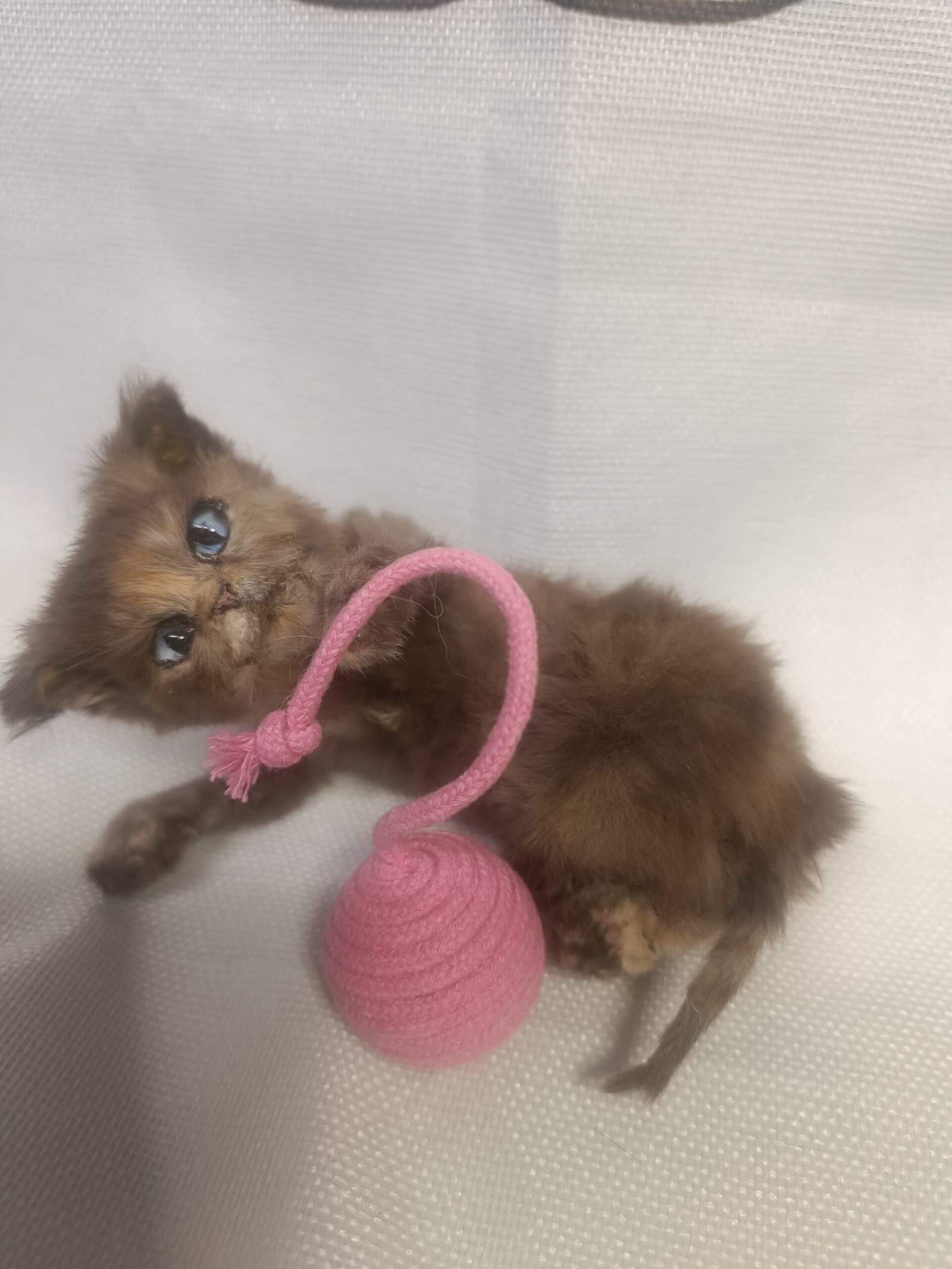 tabby kitten babys first peek tabby kitten babys first peek