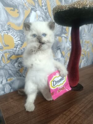 tiny tails: malcolm the muncher