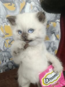 tiny tails: malcolm the muncher