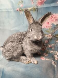 black and white cat shoulder mount flawed