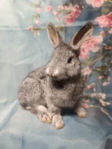 black and white cat shoulder mount flawed