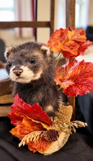 polecat wall mount