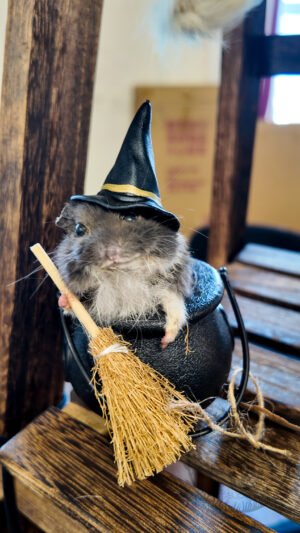 cauldren hamster